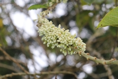 Iochroma arborescens