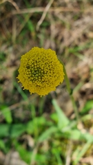 Craspedia variabilis