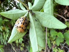 Aspidimorpha miliaris