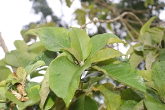 Iochroma arborescens