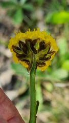 Craspedia variabilis