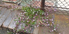 Cymbalaria muralis