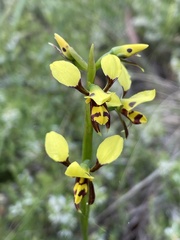 Diuris sulphurea
