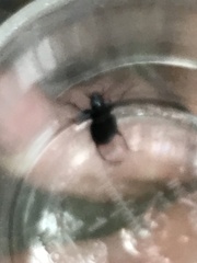 Limodromus assimilis