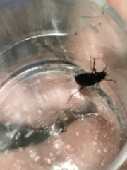 Limodromus assimilis