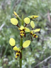 Diuris sulphurea