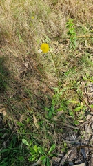 Craspedia variabilis