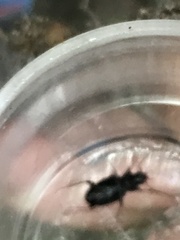 Limodromus assimilis