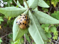Aspidimorpha miliaris