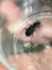 Limodromus assimilis