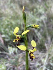 Diuris sulphurea