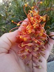 Grevillea
