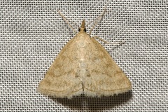 Psammotis pulveralis