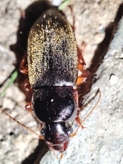 Harpalus