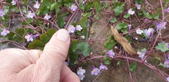 Cymbalaria muralis