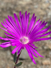 Lampranthus haworthii