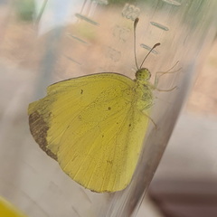 Eurema smilax
