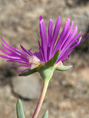 Lampranthus haworthii