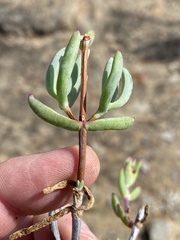 Lampranthus haworthii