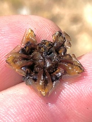 Lampranthus haworthii