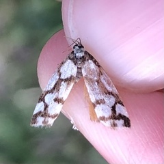 Scaptesyle dichotoma