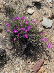 Lampranthus haworthii