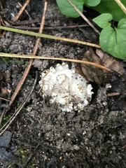 Amanita magniverrucata