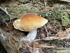 Gyroporus