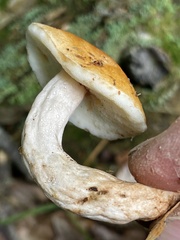 Gyroporus