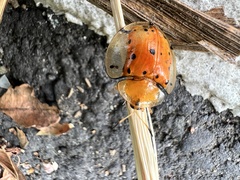 Aspidimorpha miliaris