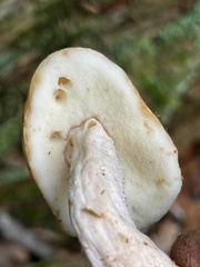 Gyroporus