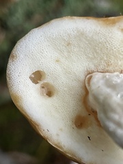 Gyroporus