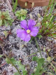 Scaevola striata