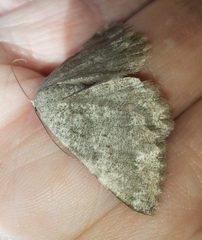 Dicrognophos sartata