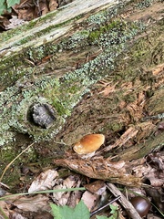 Gyroporus