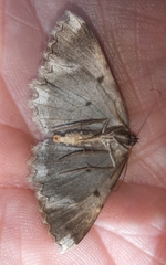 Dicrognophos sartata