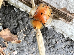 Aspidimorpha miliaris