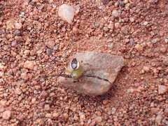 Australomisidia pilula