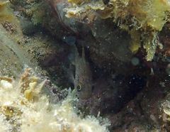 Vincentia conspersa