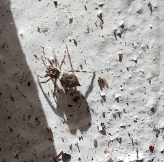 Menemerus semilimbatus