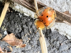 Aspidimorpha miliaris