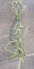 Asplenium flabellifolium