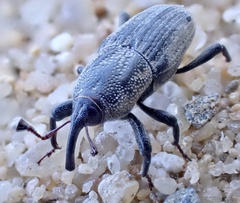 Sphenophorus venatus