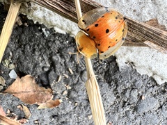 Aspidimorpha miliaris