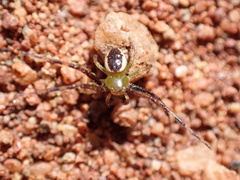 Australomisidia pilula