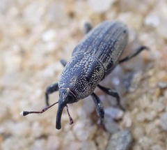 Sphenophorus venatus