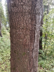 Abies alba