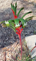 Anigozanthos manglesii