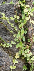 Asplenium flabellifolium