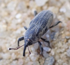 Sphenophorus venatus